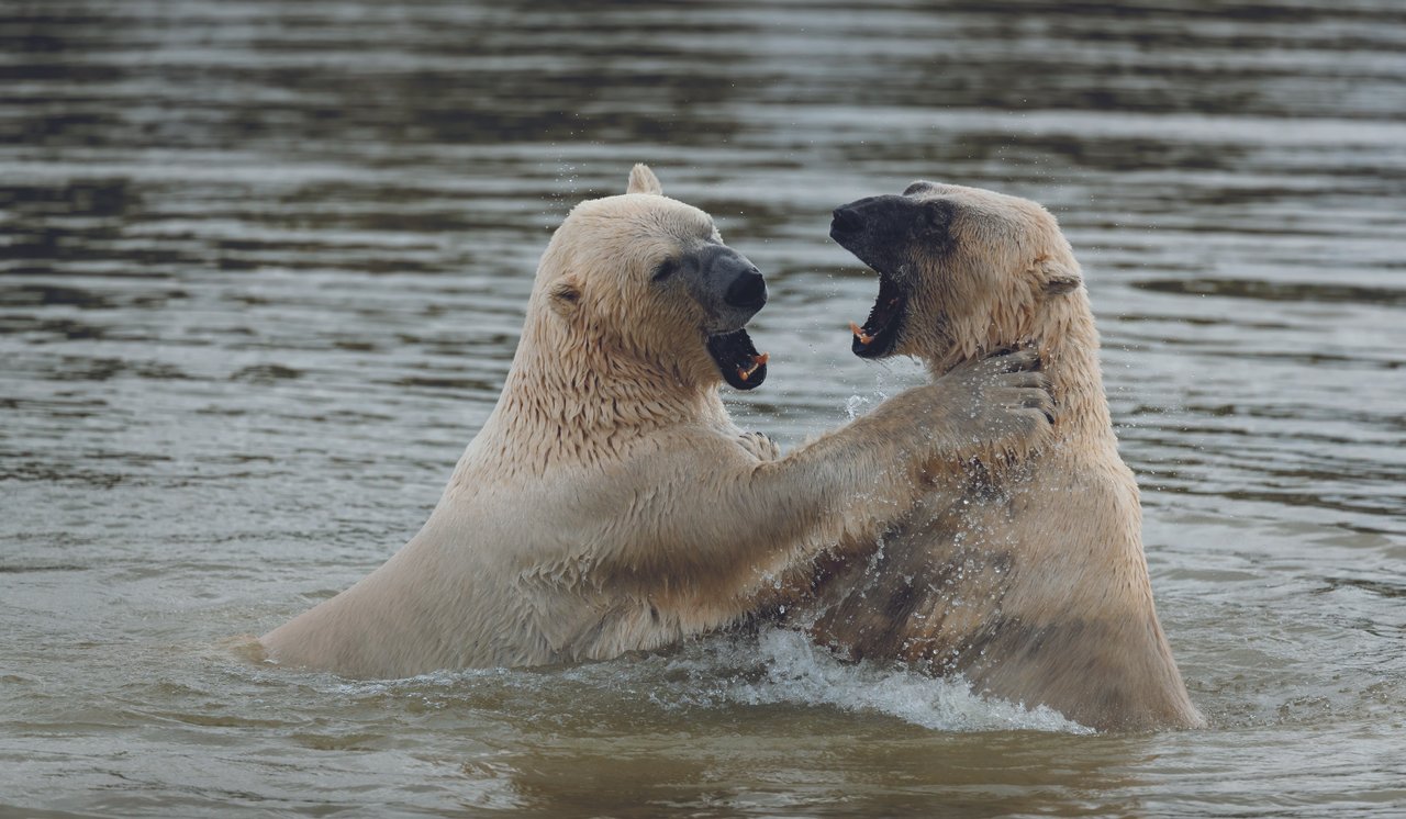 Skandinavisk Dyrepark Isbjørn Medium