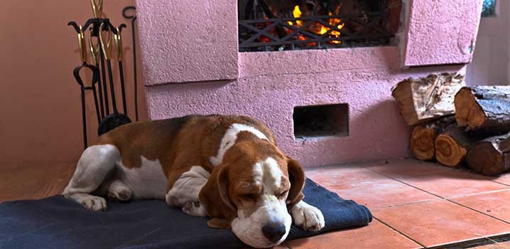 Hvid hund sover foran tændt brændeovn
