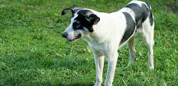 Ihr Hund darf ohne Leine in den vielen Hundewäldern in Dänemark laufen – und im Winterhalbjahr ohne Leine am Strand.